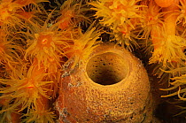 Orange cup coral {Tubastrea coccinea} and Tube sponge, Bonaire, Caribbean
