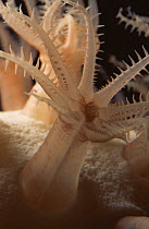 Mushroom coral {Anthomastus ritteri} deepsea, 300 - 800 m, Pacific