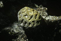 Rough star coral / brain coral (Isophyllastrea rigida) British Virgin Island, Caribbean