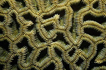 Close up of patterns in Brain coral (Colpophyllia breviserialis) British Virgin Island, Caribbean