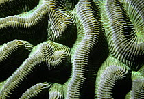 Close up of patterns in Brain coral (Colpophyllia natans) Carriacou, Caribbean