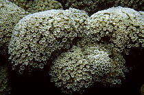 Club finger coral (Porites porites) with polyps extended, Jamaica, Caribbean