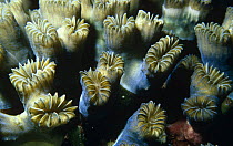 Flower coral (Eusmilia fastigiata) with polyps extended, Dominica, Caribbean