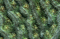Hard coral (Mycedium elephantotus) Philippines