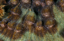 Close up of Hard coral (Mycedium elephantotus) Philippines