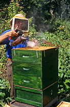 Bee keeper wearing protective clothing, smoking hive to calm Honey bees (Apis mellifera) while checking honey content of hive, Somerset, UK