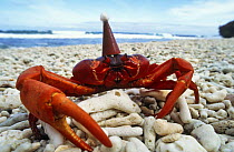 Christmas island red crab (Gecarcoidea natalis) wearing Father Christmas hat, Christmas Island, Indian Ocean