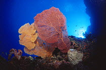 Large Sea fan corals {Melithaea sp} Solomon Is, Pacific