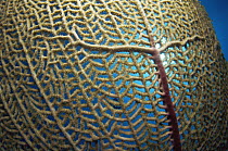 Close up detail of Venus sea fan {Gorgonia flabellum} Caribbean