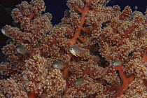 Sea fan coral {Gorgonacea} with Reef basselets {Grammidae} Philippines