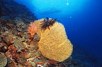 Fan coral {Subergorgia mollis} with Feather star attached, Philippines