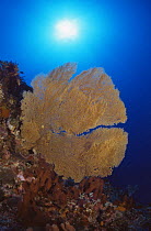 Fan coral {Subergorgia mollis} Philippines