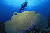 Diver behind large Sea fan coral, Cuba, Caribbean