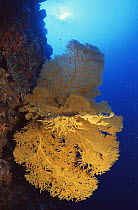 Fan coral {Subergorgia mollis} Philippines