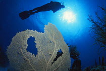 Silhouette of diver behind large Sea fan coral {Gorgonia flabellum} Caribbean