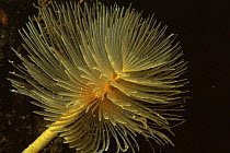 Giant fanworm / feather duster {Spirobranchus spallanzani} Mediterranean
