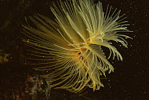 Giant fanworm / feather duster {Spirobranchus spallanzani} filter feeding, Mediterranean