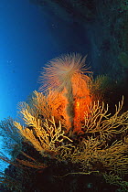 Giant fanworm / feather duster {Spirobranchus spallanzani} on coral reef, Mediterranean