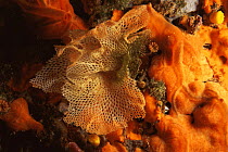 Bryozoan Sea mat {Reteporella couchii} Mediterranean