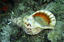Giant Triton trumpet shell (Charonia tritonis) natural predator of Crown of thorns starfish, Sulawesi, Indonesia