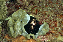 Common egg ovula / Egg cowrie (Ovula ovum) feeding on Leather coral (Sarcophyton sp) Sulawesi, Indonesia