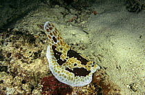 Sea slug (Pleurobranchus grandis) Indo Pacific