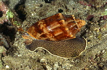 Bat volute snail (Cymbiola vespertilio) showing shell, foot and antennae, Sulawesi, Indonesia