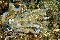 Nudibranch (Phyllodesmium longicirrum) Sulawesi, Indonesia