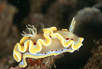 Nudibranch (Glossodoris cruentus) Sulawesi, Indonesia