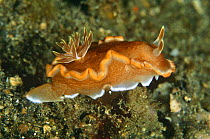 Nudibranch (Glossodoris rufomarginatus) Sulawesi, Indonesia