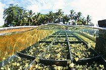 Juvenile Giant clams (Tridacna sp) in breeding pens on commerical clam farm, Palau, Micronesia