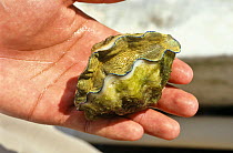 Juvenile Giant clam (Tridacna sp) held in hand on commerical clam farm, Palau, Micronesia