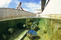Giant clam (Tridacna sp) in breeding pool on commerical clam farm, Palau, Micronesia