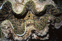 Looking down into the mantle of a Giant clam {Tridacna sp} Great Barrier Reef, Australia