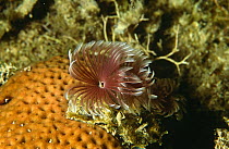 Star horseshoe worm / fanworm (Pomatostegus stellatus) Caribbean