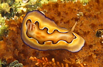 Nudibranch (Chromodrois coi) Philippines