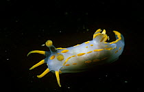 Nudibranch free swimming (Polycera quadrilineata) UK