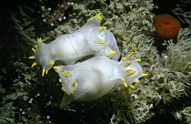 Nudibranchs mating (Polycera quadrilineata) UK