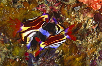 Nudibranchs mating (Nembrotha purpureolineata) Sulawesi, Indonesia