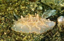 Nudibranch (Nembrotha carlsoni) Sulawesi, Indonesia