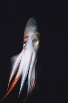 Humboldt squid {Dosidicus gigas} Sea of Cortez, Mexico