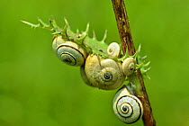 Sandhill snails (Theba pisana) climbing plant stem to avoid warm temperatures at ground level, Camargue, France