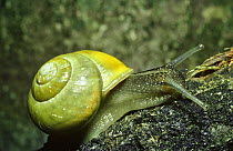 White lipped snail (Cepaea hortensis) unbanded form, Scotland