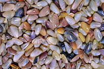 Coquina clams (Donax variabilis) small bivalves living just under surface of sand at water line, Florida, USA