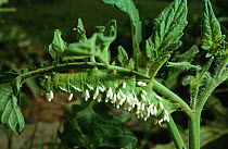 Caterpillar larva of Five spotted hawkmoth (Tomato hornworm) {Manduca quinquemaculata} covered in pupal cocoons of parasitic braconid wasp, Tennessee, USA