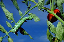 Caterpillar larva of Five spotted hawkmoth (Tomato hornworm) {Manduca quinquemaculata}, pest of tomato plants, Tennessee, USA