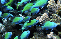 Blue-green chromis (Chromis viridis) sheltering in corals. Red Sea, Egypt.