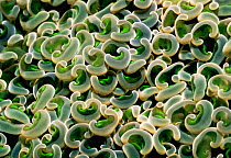 Hard coral (Euphyllia ancora) polyps. Bunaken, Sulawesi, Indonesia.