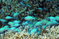 Blue-green chromis (Chromis viridis) sheltering in branching fire corals. Red Sea, Egypt.