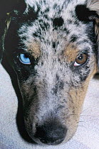 Dog with one blue and one brown eye (wall eyed). USA.